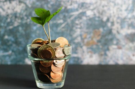Plante qui pousse dans des pièces qui sont dans un pot